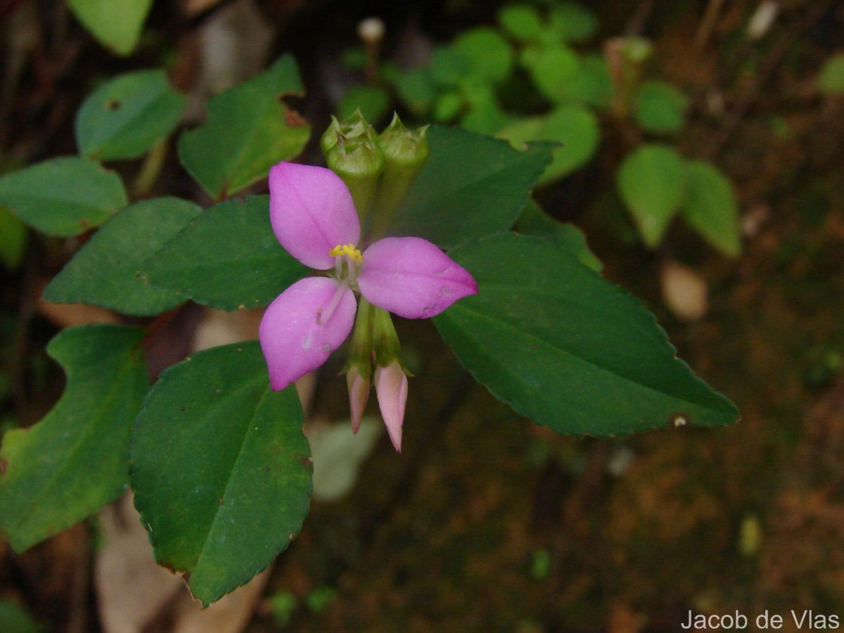 Sonerila silvatica Lundin